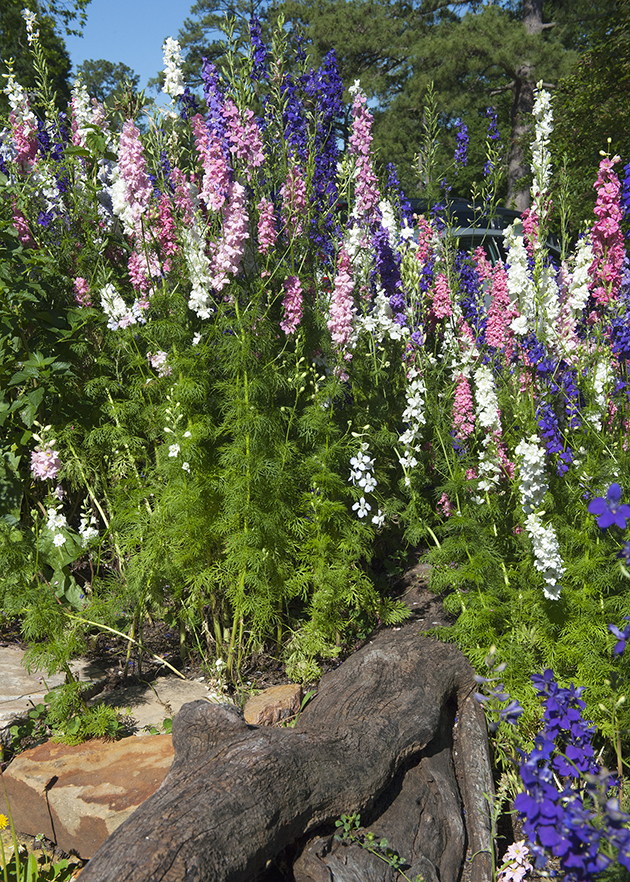 Lupines (630)